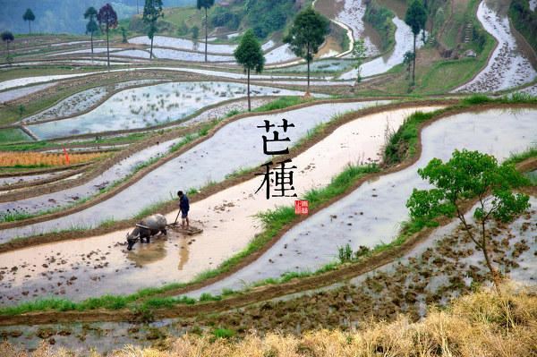 园林景观植物-全年养护管理方案，必看篇