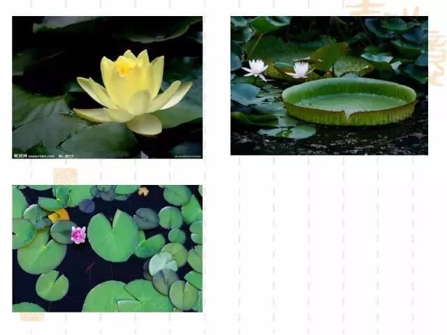 130种·常用园林植物集锦，全，全，是真全