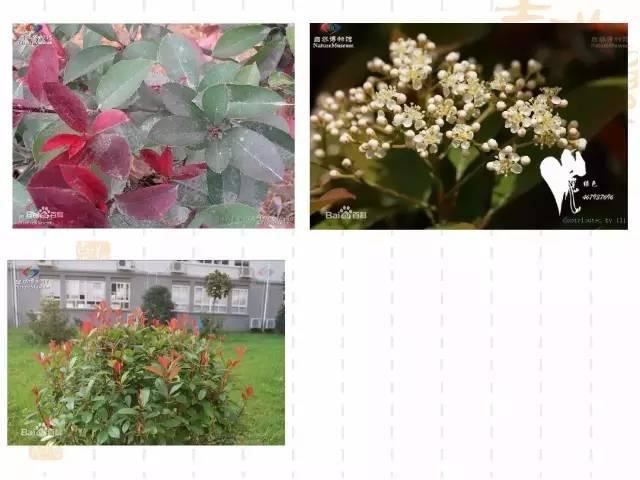 130种·常用园林植物集锦，全，全，是真全