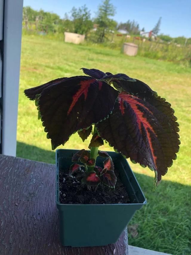 彩叶草叶子斑斓，没想到花朵还挺好看，这观叶植物美不可方物