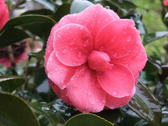 低温不耽误开花，山茶花如此顽强耐旱，冬天不养还要等明年