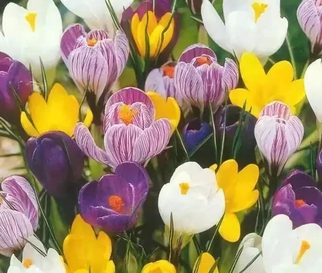 又到了买球的季节了——球根花卉详解