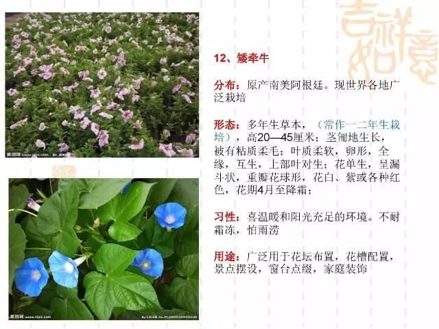 130种·常用园林植物集锦，全，全，是真全