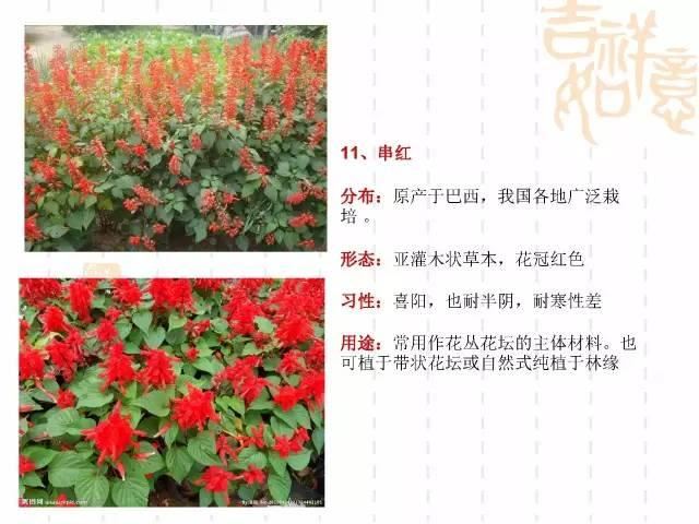 130种·常用园林植物集锦，全，全，是真全