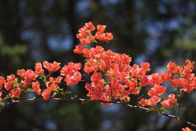 花量大的“叶子花”，最容易冬天冻伤，做好保暖措施来年开爆盆