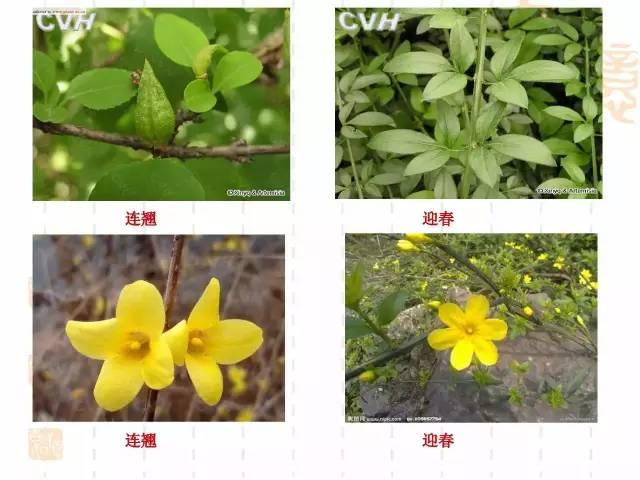 130种·常用园林植物集锦，全，全，是真全