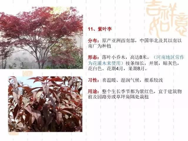 130种·常用园林植物集锦，全，全，是真全