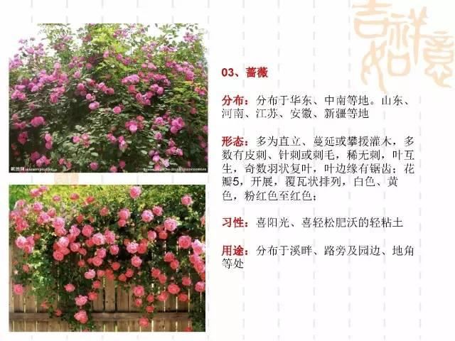 130种·常用园林植物集锦，全，全，是真全