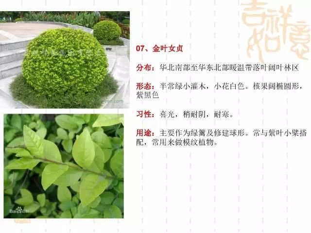 130种·常用园林植物集锦，全，全，是真全