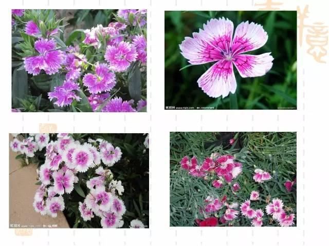 130种·常用园林植物集锦，全，全，是真全