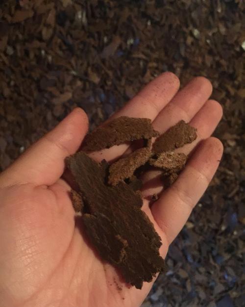 家养这3种花，需要提前施肥，提高耐寒抵抗力，后期开花真有劲