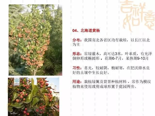 130种·常用园林植物集锦，全，全，是真全