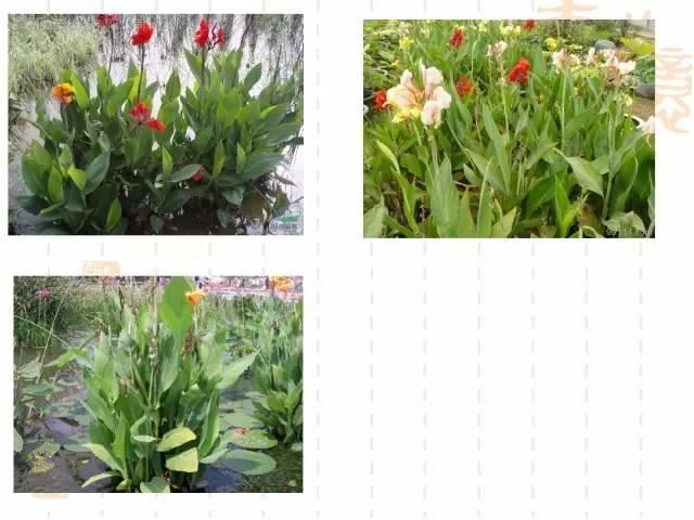 130种·常用园林植物集锦，全，全，是真全