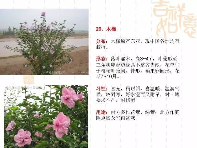 130种·常用园林植物集锦，全，全，是真全