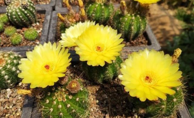天冷花草植物该怎么办？学会3种方法，再不用担心冻死、冻伤了