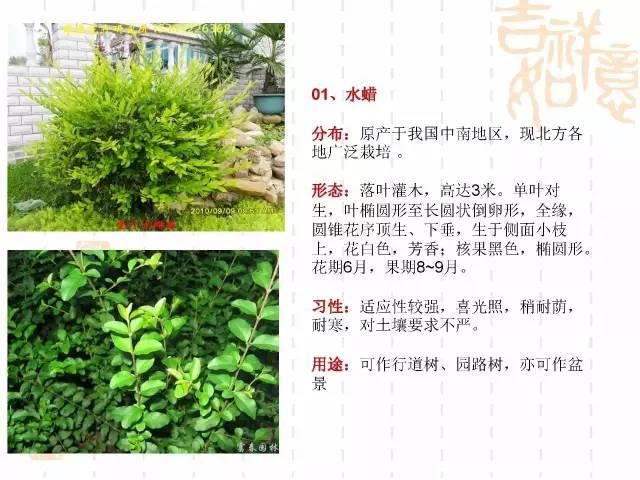 130种·常用园林植物集锦，全，全，是真全