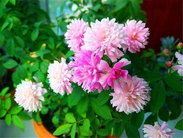 这种花人称“俏皇后”，爆炸式开花，香气浓郁，1年能开300天