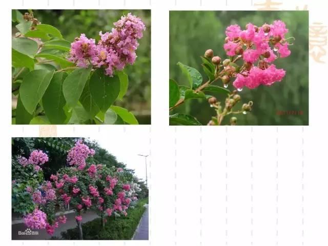 130种·常用园林植物集锦，全，全，是真全