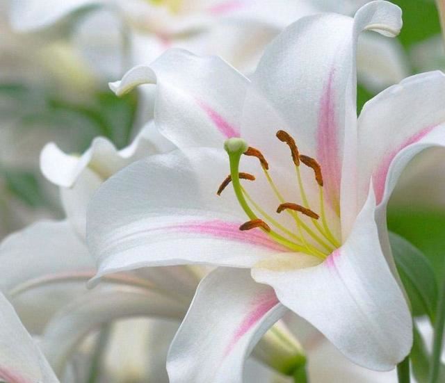 又到了买球的季节了——球根花卉详解