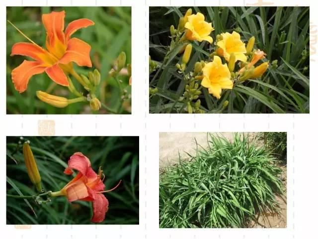 130种·常用园林植物集锦，全，全，是真全