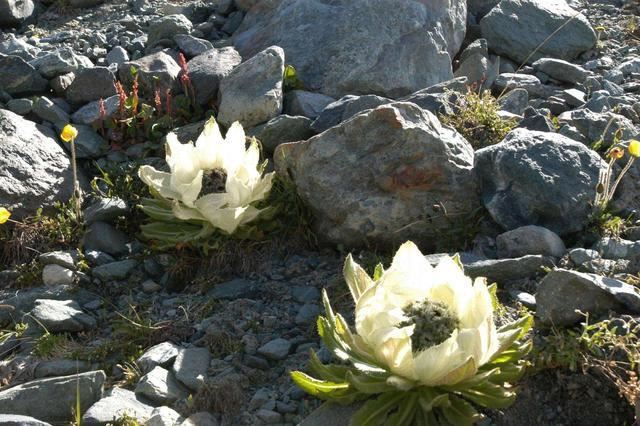 天山名贵“雪莲花”，盆栽养护“4大诀窍”，能养好的都是大神
