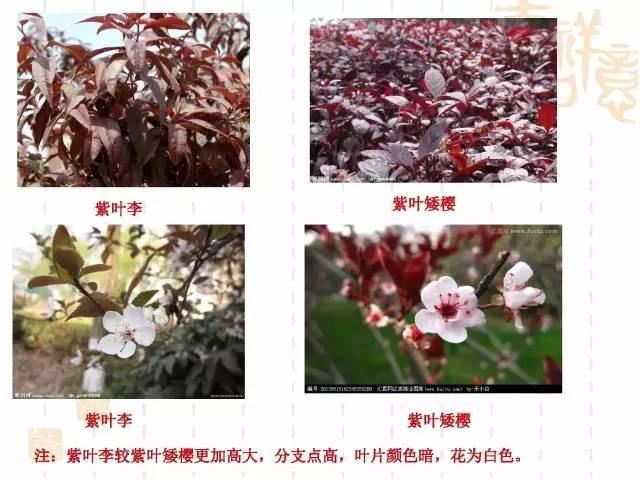 130种·常用园林植物集锦，全，全，是真全