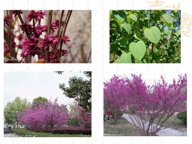 130种·常用园林植物集锦，全，全，是真全