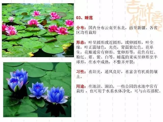 130种·常用园林植物集锦，全，全，是真全