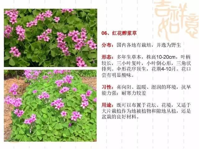 130种·常用园林植物集锦，全，全，是真全