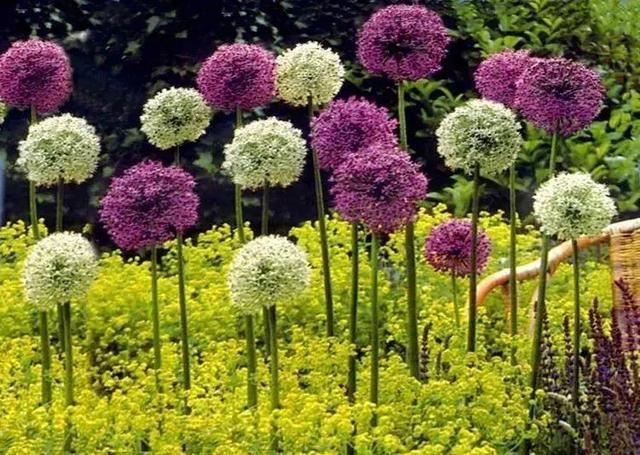 又到了买球的季节了——球根花卉详解