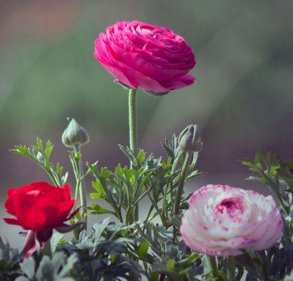 又到了买球的季节了——球根花卉详解