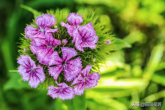 石竹花，植株倒伏、花量少？养殖学会这几点，四季盛开花多色艳