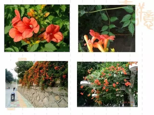 130种·常用园林植物集锦，全，全，是真全