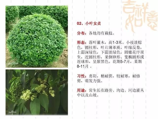 130种·常用园林植物集锦，全，全，是真全