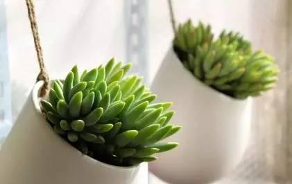 家庭养花，什么品种最好养活且鲜艳？