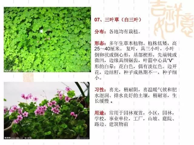 130种·常用园林植物集锦，全，全，是真全