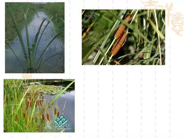 130种·常用园林植物集锦，全，全，是真全