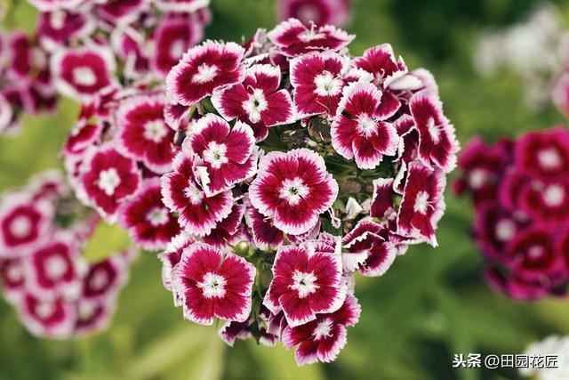 石竹花，植株倒伏、花量少？养殖学会这几点，四季盛开花多色艳
