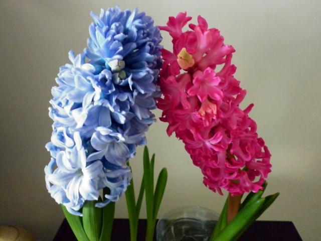 这花一簇簇盛开，水里土里都能活，冬天也能呼呼长花苞