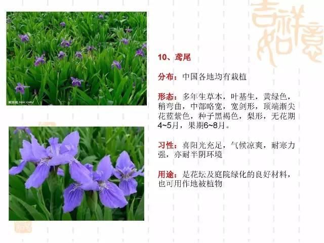 130种·常用园林植物集锦，全，全，是真全