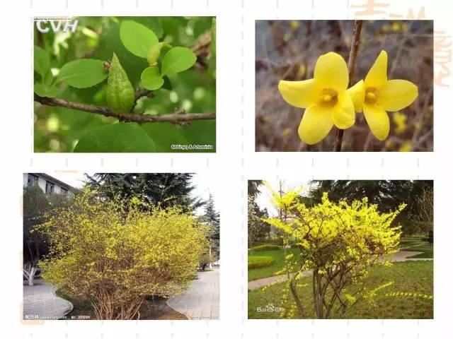 130种·常用园林植物集锦，全，全，是真全