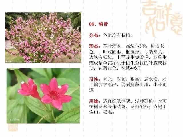 130种·常用园林植物集锦，全，全，是真全