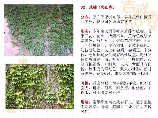 130种·常用园林植物集锦，全，全，是真全