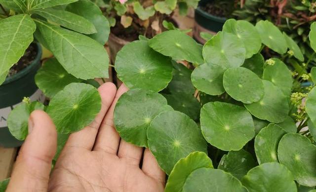 不会养铜钱草，跟着小花匠这么做，茎秆粗壮，叶片大又绿，挤满盆