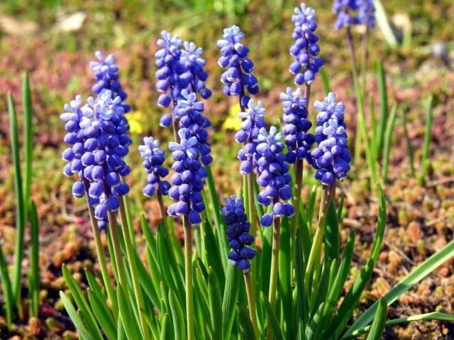 这几种球根花卉，水培和地植有何区别？