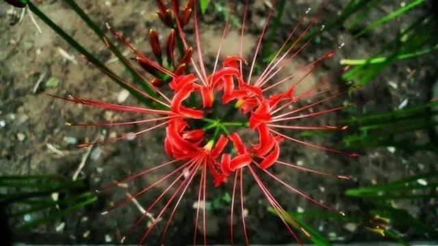 又到了买球的季节了——球根花卉详解
