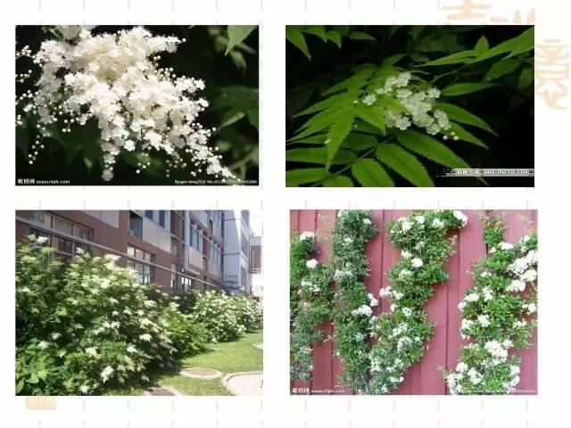 130种·常用园林植物集锦，全，全，是真全