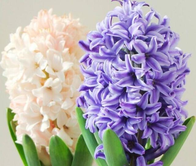 又到了买球的季节了——球根花卉详解