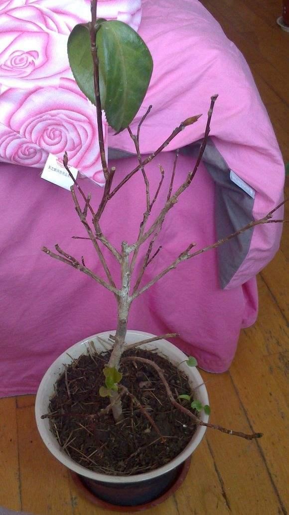 茶花花谢后有个“特殊期”，适合做3件事，错过就要等明年