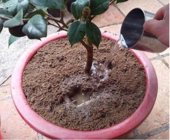 茶花花谢后有个“特殊期”，适合做3件事，错过就要等明年